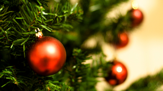 Illustration for article titled Now Is the Time to Buy a Real Christmas Tree